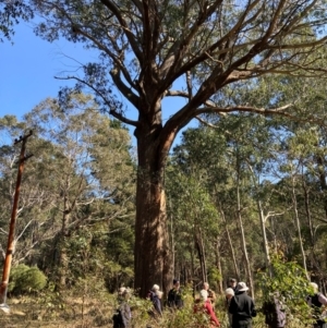 Eucalyptus fastigata at Rossi, NSW - 7 Aug 2024