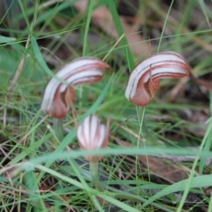 Pterostylis ophioglossa at Hawks Nest, NSW - suppressed