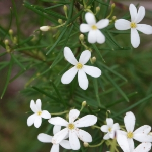 Ricinocarpos pinifolius at Hawks Nest, NSW - 5 Aug 2024 11:45 AM