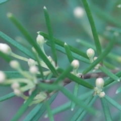 Ricinocarpos pinifolius at Hawks Nest, NSW - 5 Aug 2024 11:45 AM