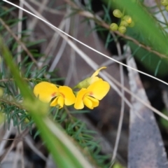 Dillwynia retorta (Heathy Parrot-Pea) at Hawks Nest, NSW - 5 Aug 2024 by Anna123