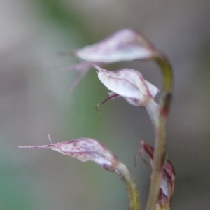 Acianthus fornicatus at Hawks Nest, NSW - 5 Aug 2024