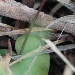 Acianthus fornicatus at Hawks Nest, NSW - 5 Aug 2024