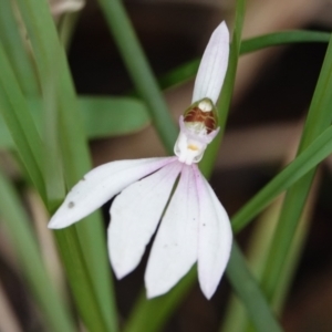 Caladenia picta at Hawks Nest, NSW - 5 Aug 2024