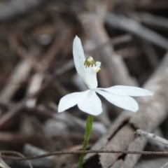 Caladenia picta at Hawks Nest, NSW - 5 Aug 2024