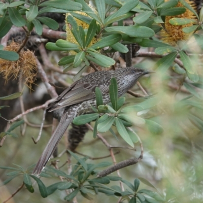 Anthochaera chrysoptera (Little Wattlebird) at Hawks Nest, NSW - 5 Aug 2024 by Anna123