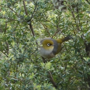 Zosterops lateralis at Hawks Nest, NSW - 5 Aug 2024 10:51 AM