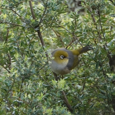 Zosterops lateralis (Silvereye) at Hawks Nest, NSW - 5 Aug 2024 by Anna123