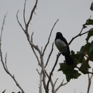 Rhipidura leucophrys at Hawks Nest, NSW - 5 Aug 2024 10:43 AM