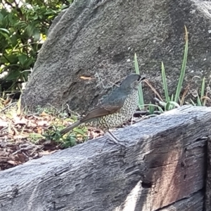 Ptilonorhynchus violaceus at Macarthur, ACT - suppressed