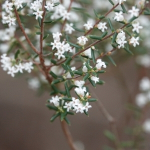 Styphelia ericoides at Hawks Nest, NSW - 5 Aug 2024