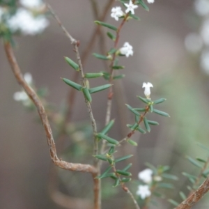 Styphelia ericoides at Hawks Nest, NSW - 5 Aug 2024