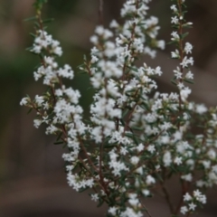 Styphelia ericoides at Hawks Nest, NSW - 5 Aug 2024