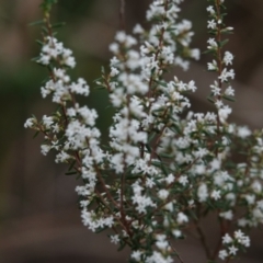 Styphelia ericoides at Hawks Nest, NSW - 5 Aug 2024 10:31 AM