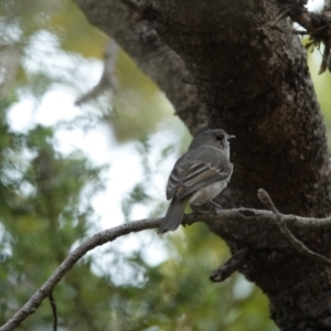 Pachycephala pectoralis at Hawks Nest, NSW - 5 Aug 2024