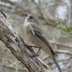 Pachycephala pectoralis at Hawks Nest, NSW - 5 Aug 2024