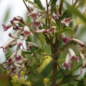 Pandorea pandorana at Hawks Nest, NSW - 5 Aug 2024