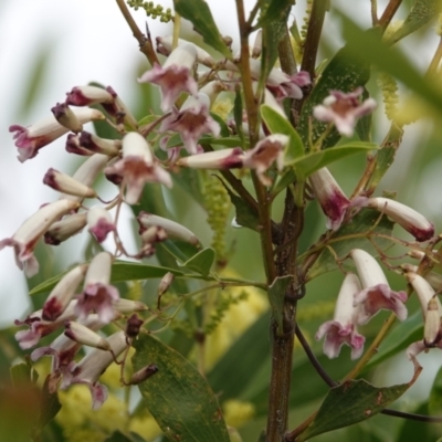 Pandorea pandorana (Wonga Wonga Vine) at Hawks Nest, NSW - 5 Aug 2024 by Anna123