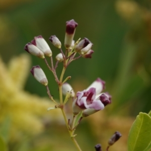 Pandorea pandorana at Hawks Nest, NSW - 5 Aug 2024