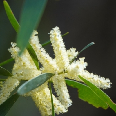 Acacia maidenii (Maiden's Wattle) at Hawks Nest, NSW - 5 Aug 2024 by Anna123