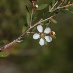 Leptospermum laevigatum (Coast Teatree) at Hawks Nest, NSW - 5 Aug 2024 by Anna123