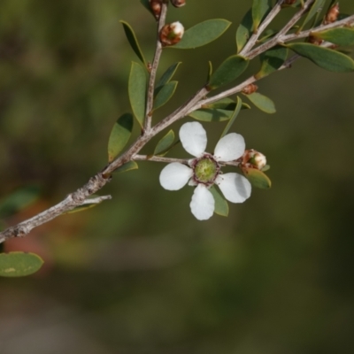 Leptospermum laevigatum (Coast Teatree) at Hawks Nest, NSW - 5 Aug 2024 by Anna123