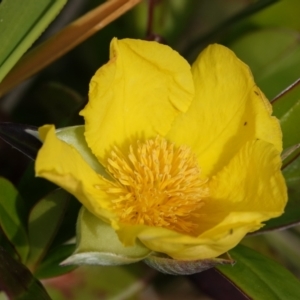 Hibbertia scandens at Hawks Nest, NSW - 5 Aug 2024