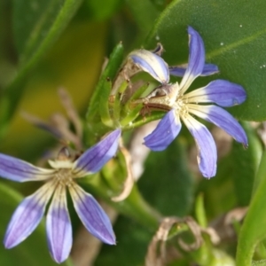 Scaevola calendulacea at Hawks Nest, NSW - 5 Aug 2024