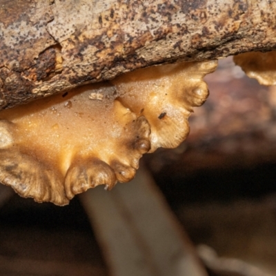 Unidentified Cap, gills below, no stem & usually on wood [stemless mushrooms & the like] at Bateau Bay, NSW - 8 Jul 2024 by Gracilis