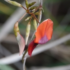 Kennedia rubicunda (Dusky Coral Pea) at Hawks Nest, NSW - 4 Aug 2024 by Anna123