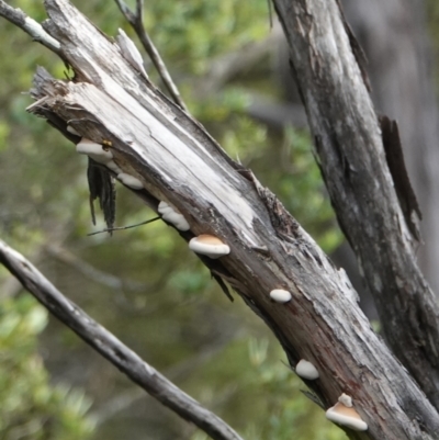 Unverified Shelf-like to hoof-like & usually on wood at Hawks Nest, NSW - 5 Aug 2024 by Anna123