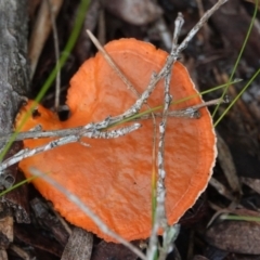 Trametes coccinea at Hawks Nest, NSW - 4 Aug 2024 by Anna123