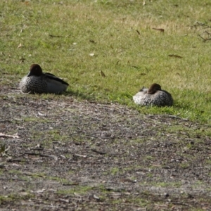 Chenonetta jubata at Hawks Nest, NSW - 5 Aug 2024 09:27 AM