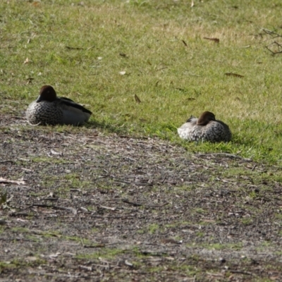 Chenonetta jubata (Australian Wood Duck) at Hawks Nest, NSW - 4 Aug 2024 by Anna123