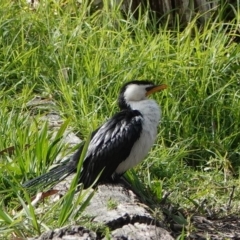 Microcarbo melanoleucos (Little Pied Cormorant) at Hawks Nest, NSW - 4 Aug 2024 by Anna123