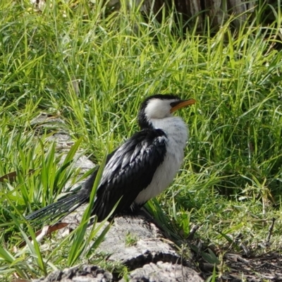 Microcarbo melanoleucos (Little Pied Cormorant) at Hawks Nest, NSW - 4 Aug 2024 by Anna123