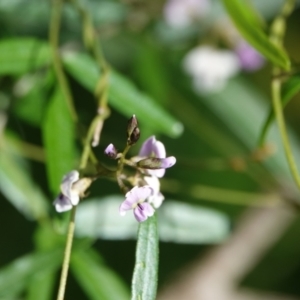 Glycine clandestina at Hawks Nest, NSW - 4 Aug 2024