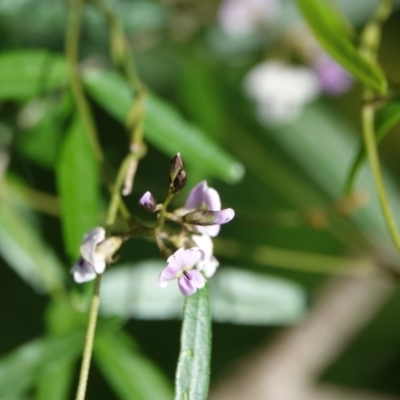 Glycine clandestina (Twining Glycine) at Hawks Nest, NSW - 4 Aug 2024 by Anna123