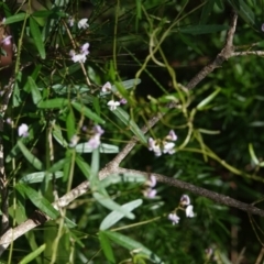 Glycine clandestina at Hawks Nest, NSW - 4 Aug 2024 10:27 AM