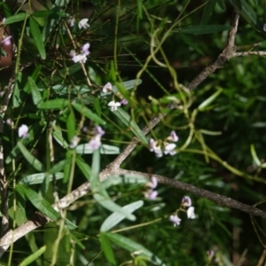 Glycine clandestina at Hawks Nest, NSW - 4 Aug 2024 10:27 AM