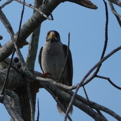 Manorina melanocephala (Noisy Miner) at Hawks Nest, NSW - 3 Aug 2024 by Anna123