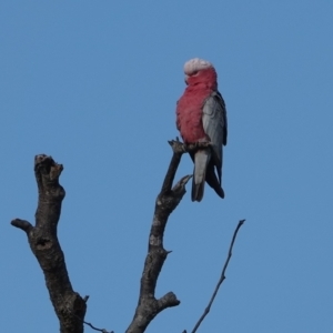 Eolophus roseicapilla at Hawks Nest, NSW - 4 Aug 2024