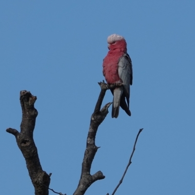 Eolophus roseicapilla (Galah) at Hawks Nest, NSW - 3 Aug 2024 by Anna123