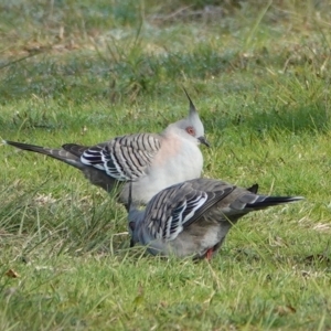 Ocyphaps lophotes at Hawks Nest, NSW - 4 Aug 2024