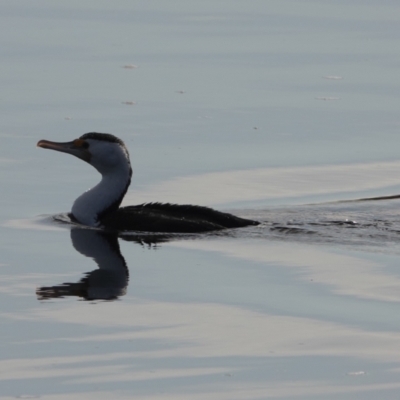 Phalacrocorax varius (Pied Cormorant) at Hawks Nest, NSW - 4 Aug 2024 by Anna123