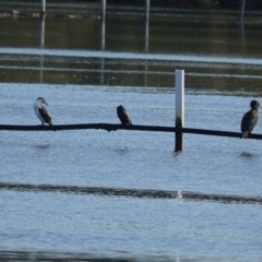 Phalacrocorax varius at Hawks Nest, NSW - 4 Aug 2024