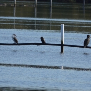 Phalacrocorax varius at Hawks Nest, NSW - 4 Aug 2024