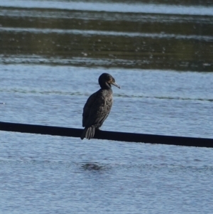 Phalacrocorax carbo at Hawks Nest, NSW - 4 Aug 2024 08:40 AM