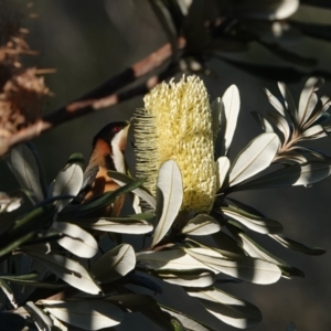 Acanthorhynchus tenuirostris at Hawks Nest, NSW - 3 Aug 2024