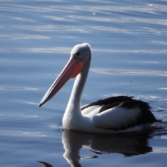 Pelecanus conspicillatus (Australian Pelican) at Hawks Nest, NSW - 3 Aug 2024 by Anna123